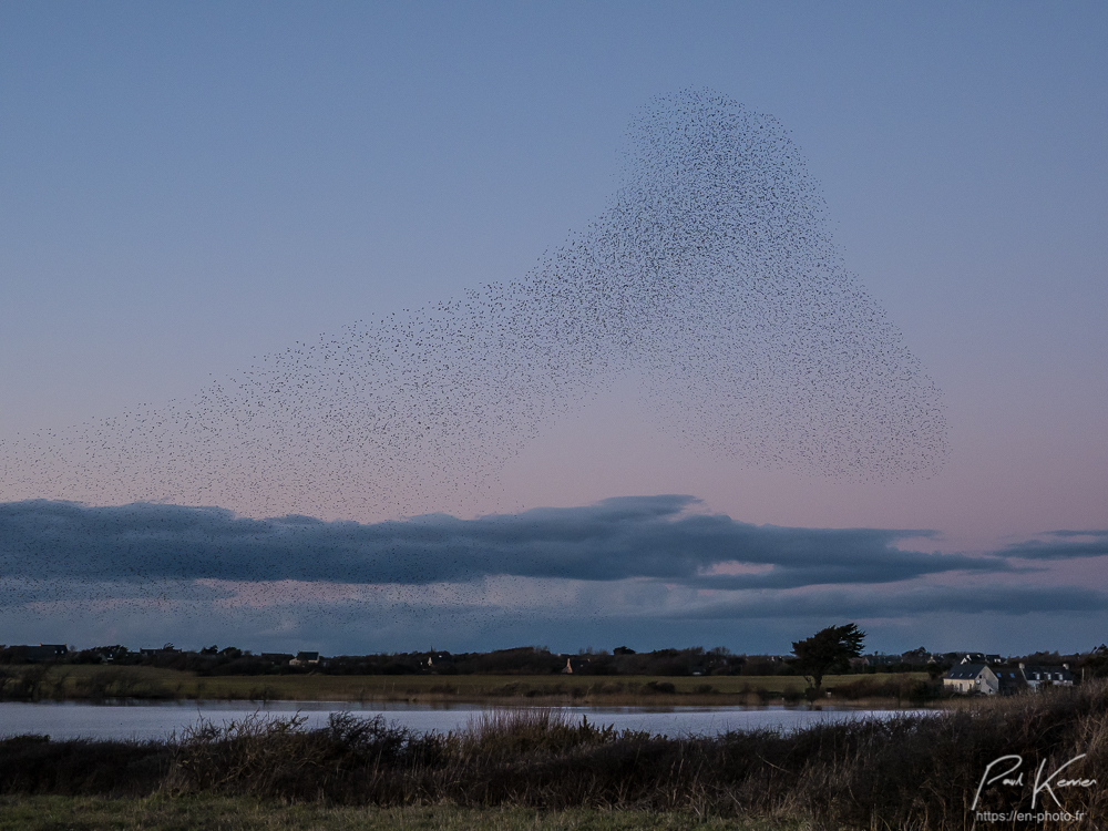 murmuration etourneau sansonnet